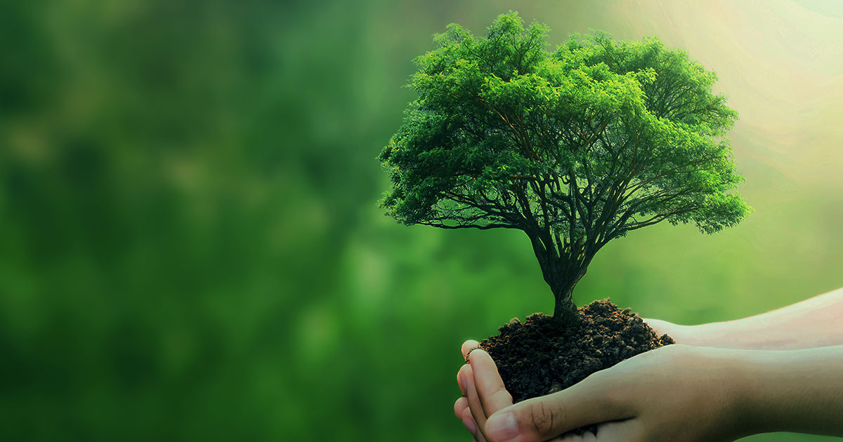 A hand holding a miniature tree